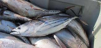 WriteReporterNL's tweet image. #WorldTunaday Today is World Tuna Day, a day of celebration for the world's most eaten fish. In 2020, skipjack and yellowfin combined accounted for 4.39 million M/T of seafood catches.
