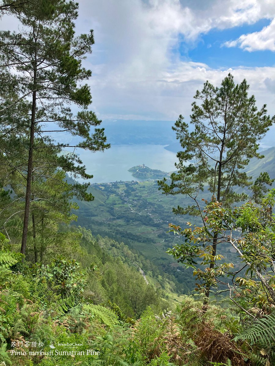 Wenbo77's tweet photo. The hills around Lake Toba are dominated by Sumatran Pine (Pinus merkusii), partly due to the reason of higher fire frequency. It is also the only pine that naturally occurs south of the equator.
#floraofsumatra #sumatranpine #pinusmerkusii #苏门答腊松 #苏门答腊植物 https://t.co/71yHIbfoo1