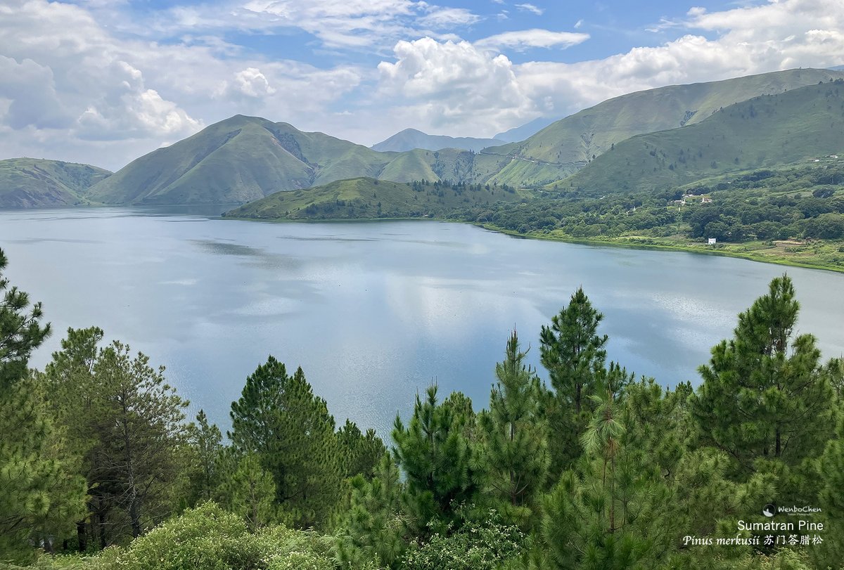 Wenbo77's tweet photo. The hills around Lake Toba are dominated by Sumatran Pine (Pinus merkusii), partly due to the reason of higher fire frequency. It is also the only pine that naturally occurs south of the equator.
#floraofsumatra #sumatranpine #pinusmerkusii #苏门答腊松 #苏门答腊植物 https://t.co/71yHIbfoo1