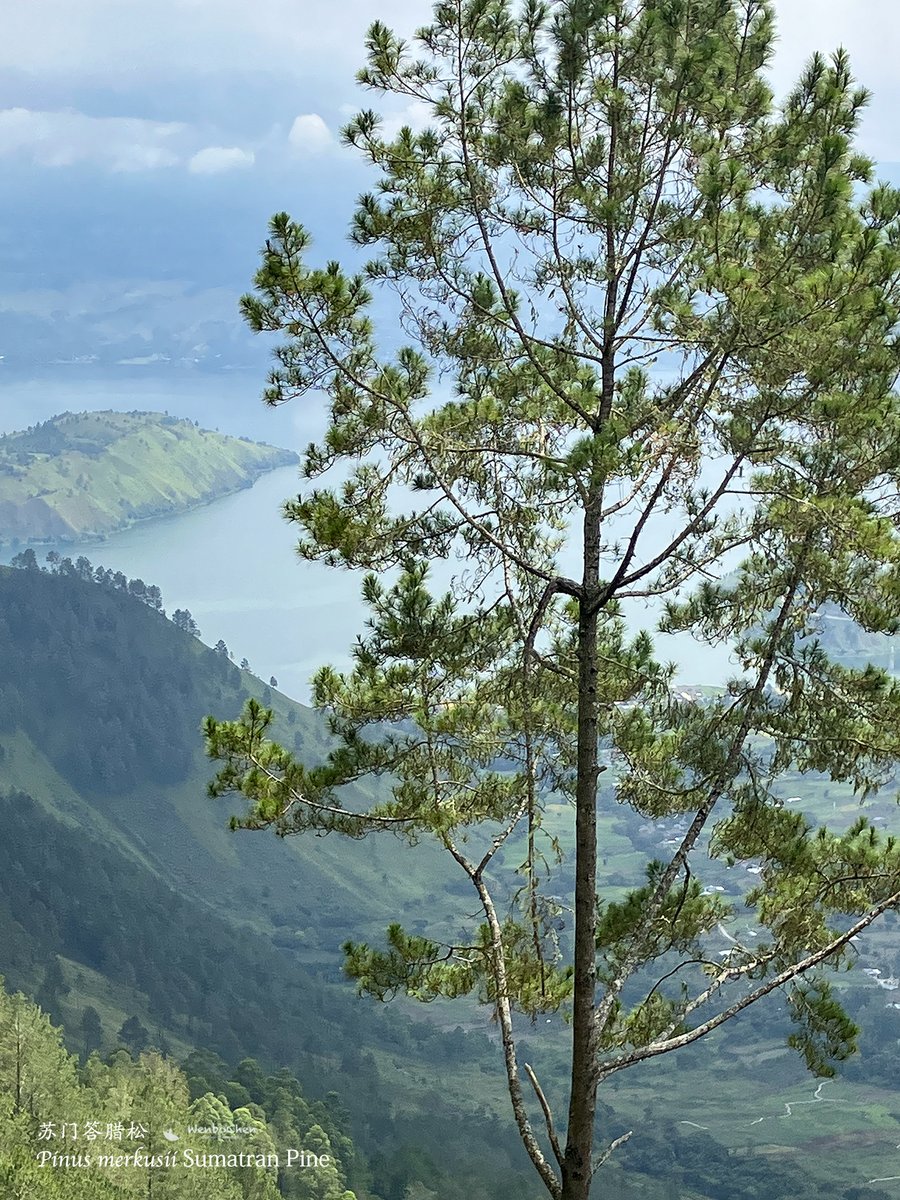 Wenbo77's tweet photo. The hills around Lake Toba are dominated by Sumatran Pine (Pinus merkusii), partly due to the reason of higher fire frequency. It is also the only pine that naturally occurs south of the equator.
#floraofsumatra #sumatranpine #pinusmerkusii #苏门答腊松 #苏门答腊植物 https://t.co/71yHIbfoo1