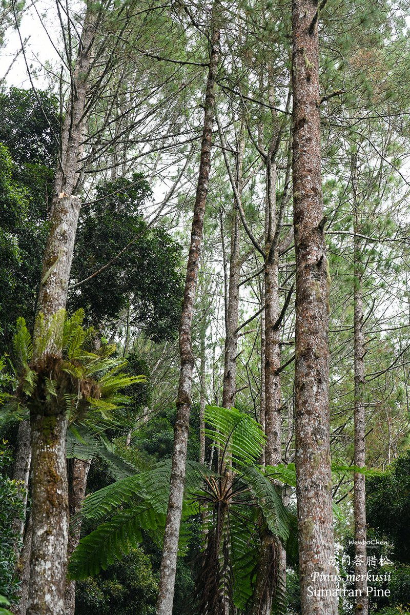 Wenbo77's tweet photo. The hills around Lake Toba are dominated by Sumatran Pine (Pinus merkusii), partly due to the reason of higher fire frequency. It is also the only pine that naturally occurs south of the equator.
#floraofsumatra #sumatranpine #pinusmerkusii #苏门答腊松 #苏门答腊植物 https://t.co/71yHIbfoo1