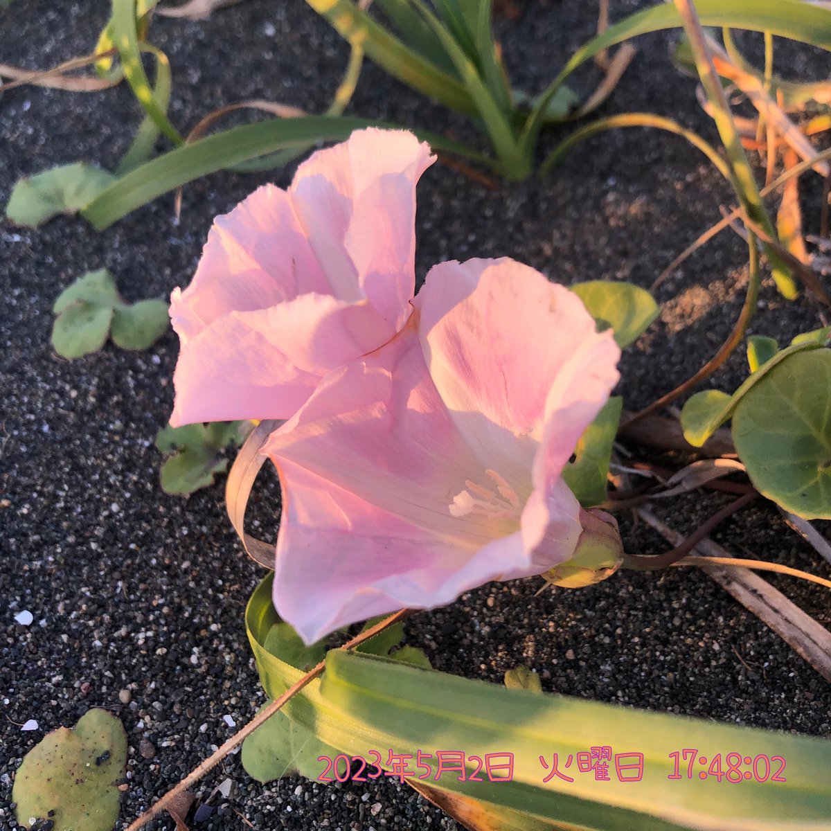 SABIKINOtypeR's tweet photo. 2023年5月2日(火)
17時45分頃
神奈川県平塚市。
平塚海岸に咲くハマヒルガオ。
(iPhone8で撮影)
#平塚海岸 #平塚市 #花
#ハマヒルガオ #浜昼顔 #海浜植物
#FalseBindweed
#CalystegiaSoldanella
#Flower #JAPAN https://t.co/RBOk0Q7fGT