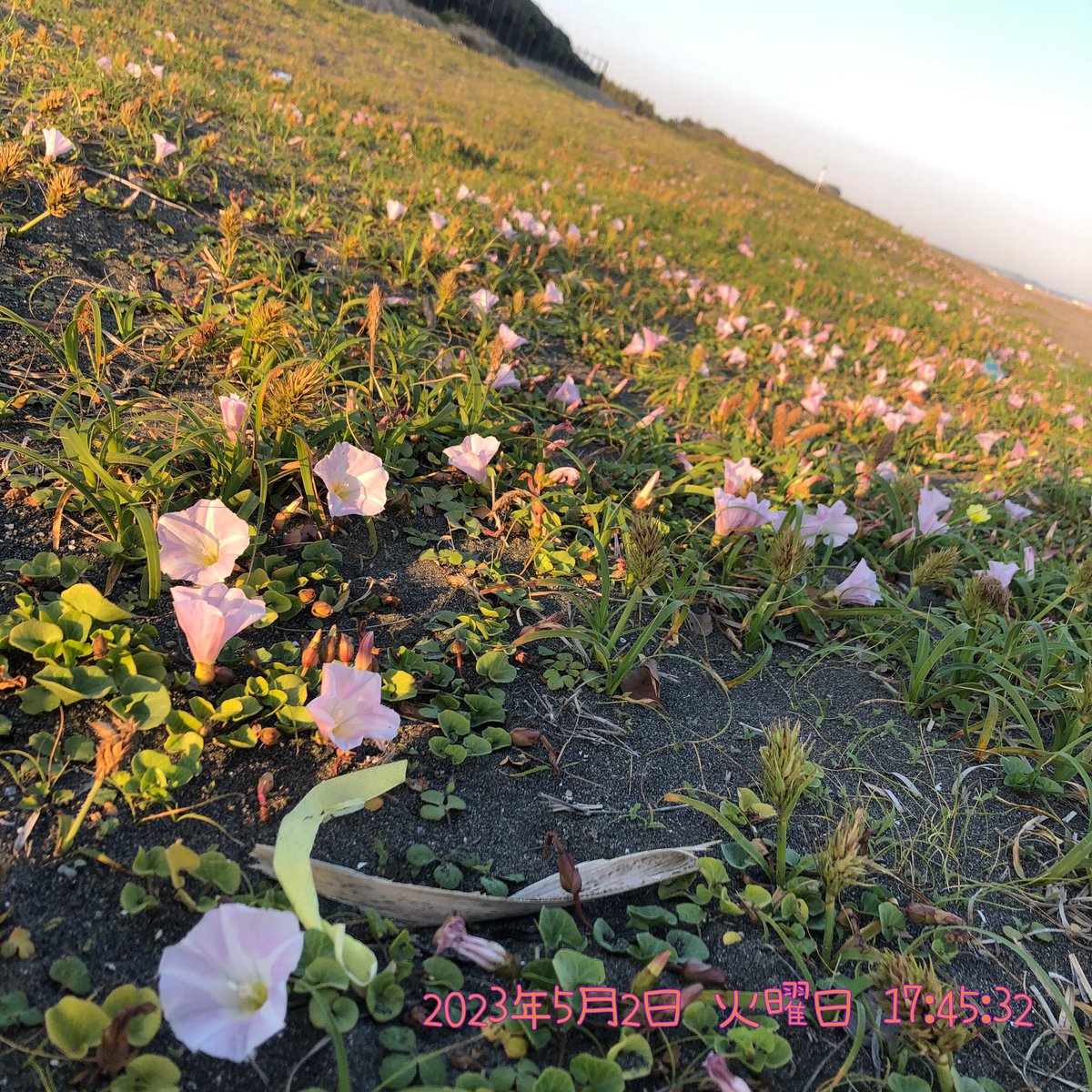 SABIKINOtypeR's tweet photo. 2023年5月2日(火)
17時45分頃
神奈川県平塚市。
平塚海岸に咲くハマヒルガオ。
(iPhone8で撮影)
#平塚海岸 #平塚市 #花
#ハマヒルガオ #浜昼顔 #海浜植物
#FalseBindweed
#CalystegiaSoldanella
#Flower #JAPAN https://t.co/RBOk0Q7fGT