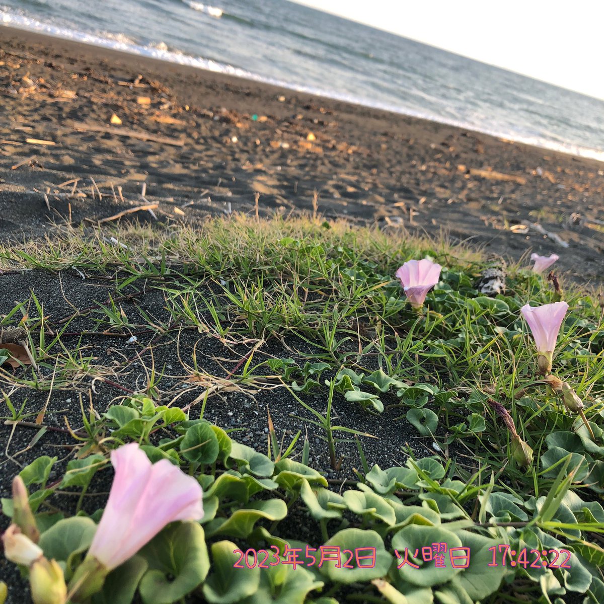SABIKINOtypeR's tweet photo. 2023年5月2日(火)
17時45分頃
神奈川県平塚市。
平塚海岸に咲くハマヒルガオ。
(iPhone8で撮影)
#平塚海岸 #平塚市 #花
#ハマヒルガオ #浜昼顔 #海浜植物
#FalseBindweed
#CalystegiaSoldanella
#Flower #JAPAN https://t.co/RBOk0Q7fGT