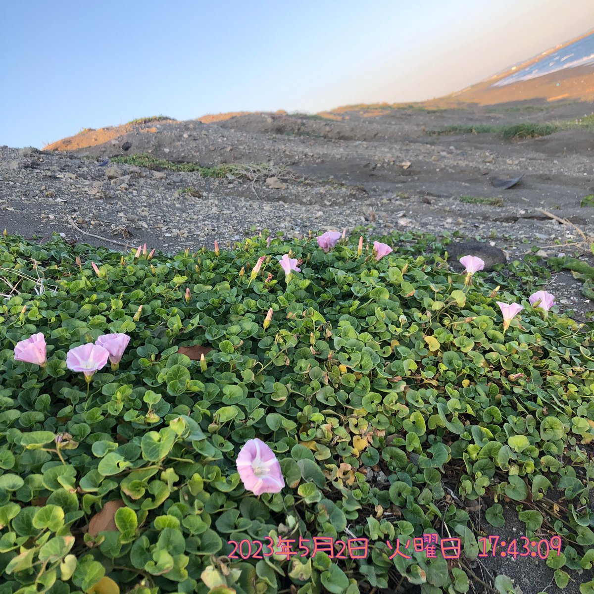 SABIKINOtypeR's tweet photo. 2023年5月2日(火)
17時45分頃
神奈川県平塚市。
平塚海岸に咲くハマヒルガオ。
(iPhone8で撮影)
#平塚海岸 #平塚市 #花
#ハマヒルガオ #浜昼顔 #海浜植物
#FalseBindweed
#CalystegiaSoldanella
#Flower #JAPAN https://t.co/RBOk0Q7fGT