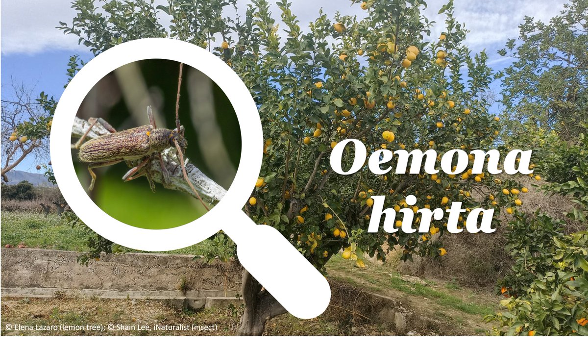 Plants EFSA tweet media