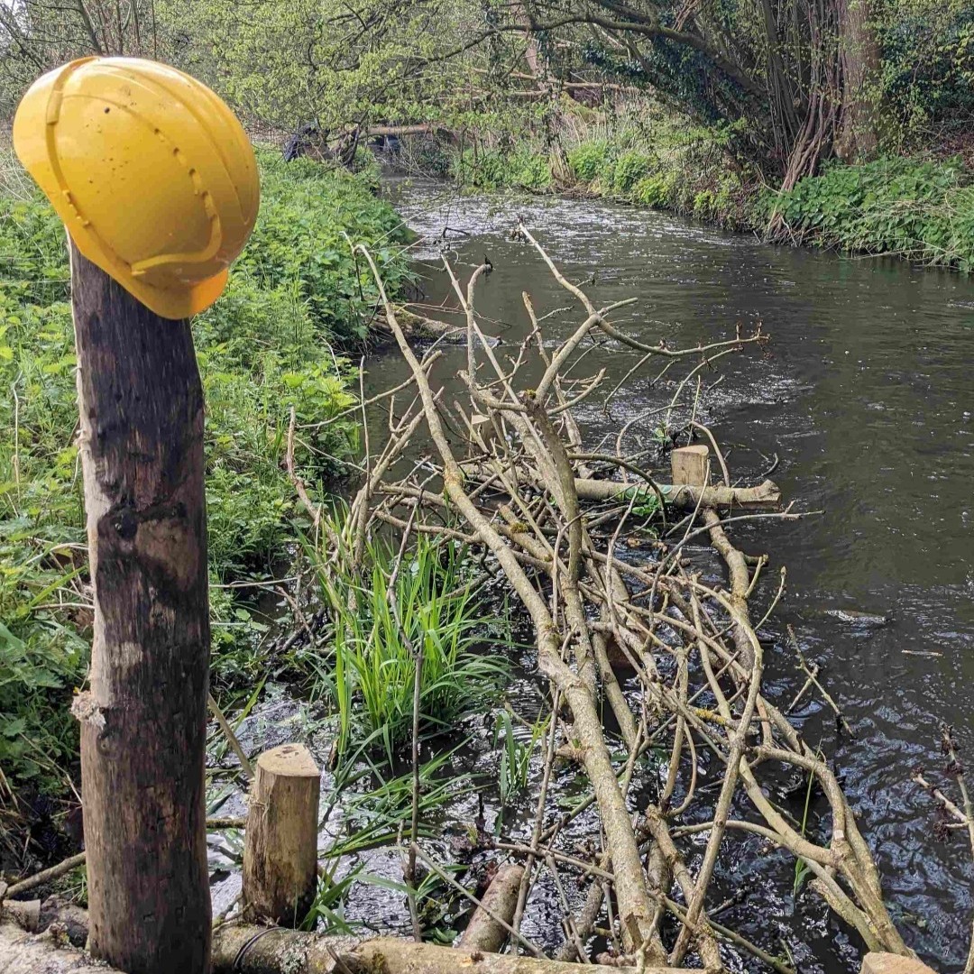 ChilternSociety's tweet photo. Our first visit to the #riverchess at Restore Hope Latimer since installing in-channel features to restore a more natural flow and habitat. Creating habitat piles on the bank β any excuse to get the waders on!!
#aonb #conservation #chalkstreams https://t.co/2FY152gQnM