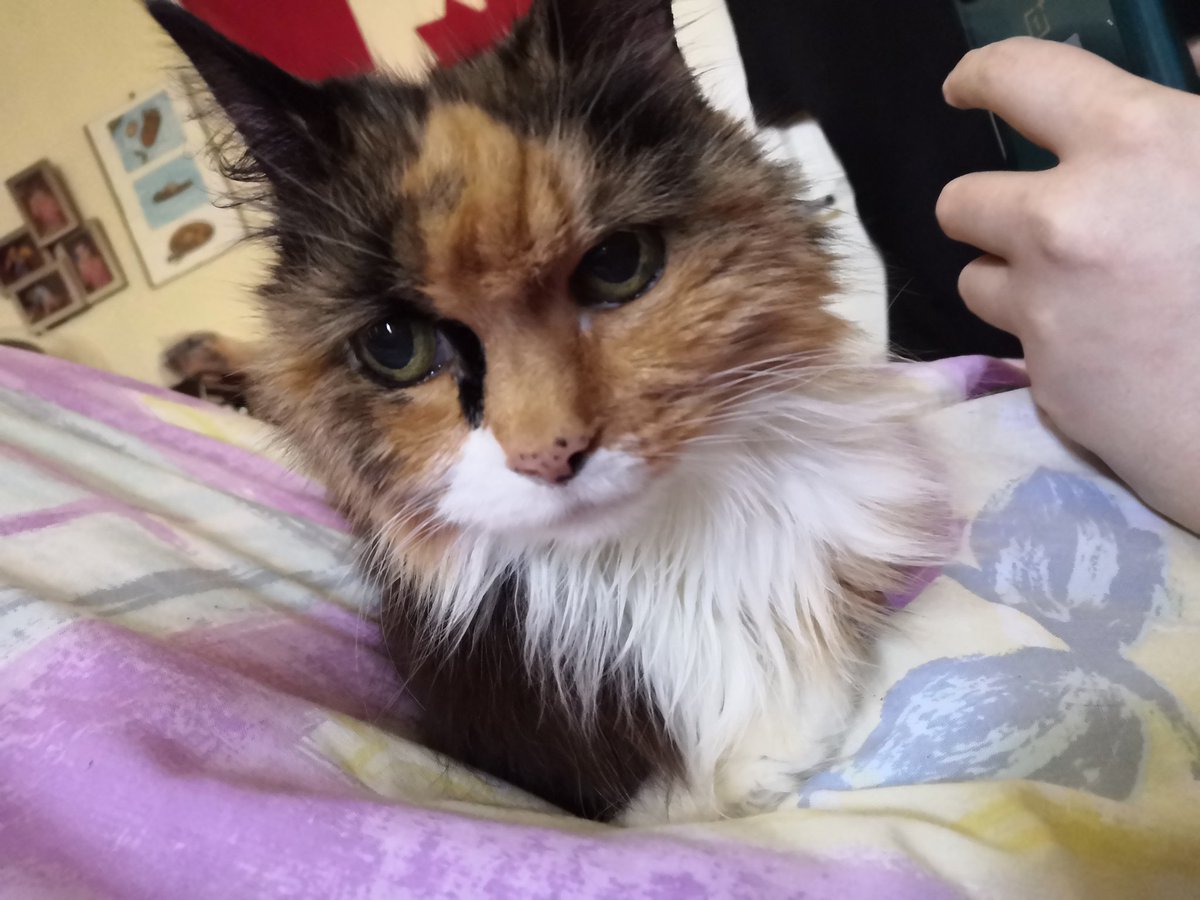 🇺🇦Stephanie Briggs - Разом перемога Украины!🇺🇦 tweet media