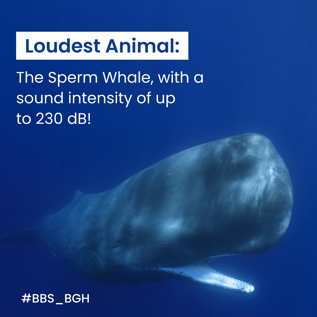 Did you know?
The loudest animal in the world is the sperm whale! 🐳

#FunFact #ScienceTrivia #SpermWhale #BalBhartiSchool #BBS_BGH