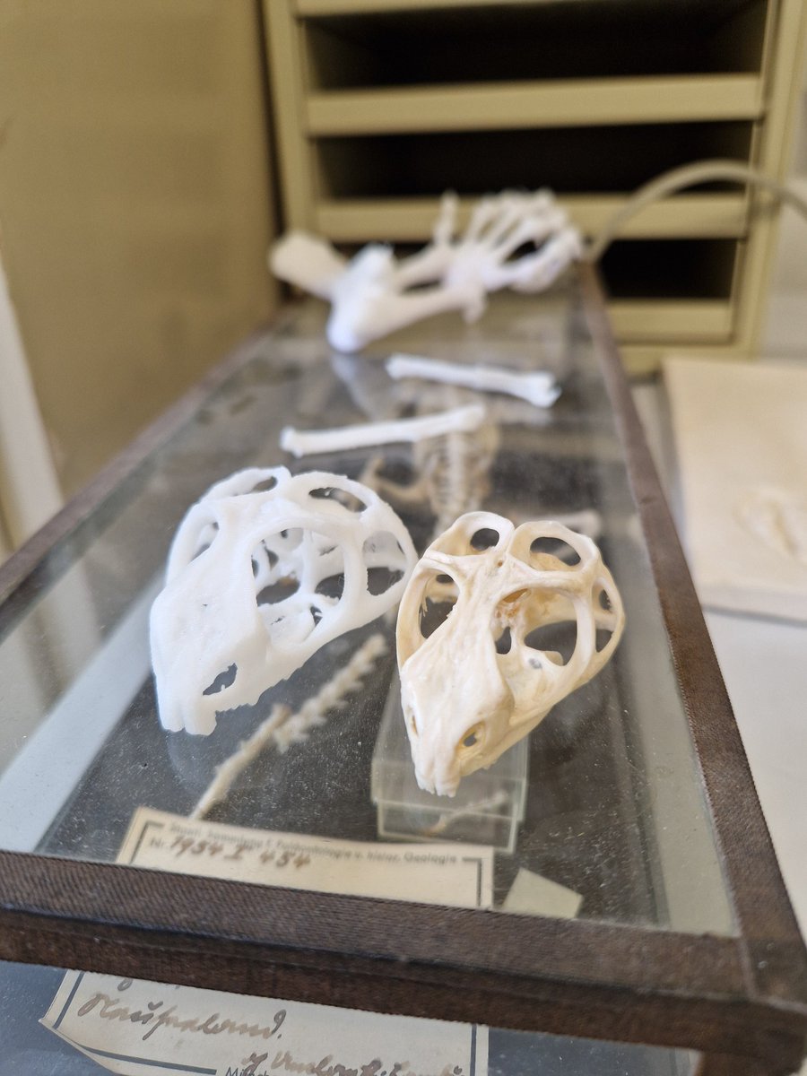 beccarivictor's tweet photo. Happy #tuataraday! Been working a lot on this cute rhynchocephalian, so I thought you could all appreciate it! On the left, a skull I've printed (SNSB ZSM 1318-2016), and a real specimen (SNSB BSPG 1954 I 454), both from our museum! https://t.co/ookWIMG5NL