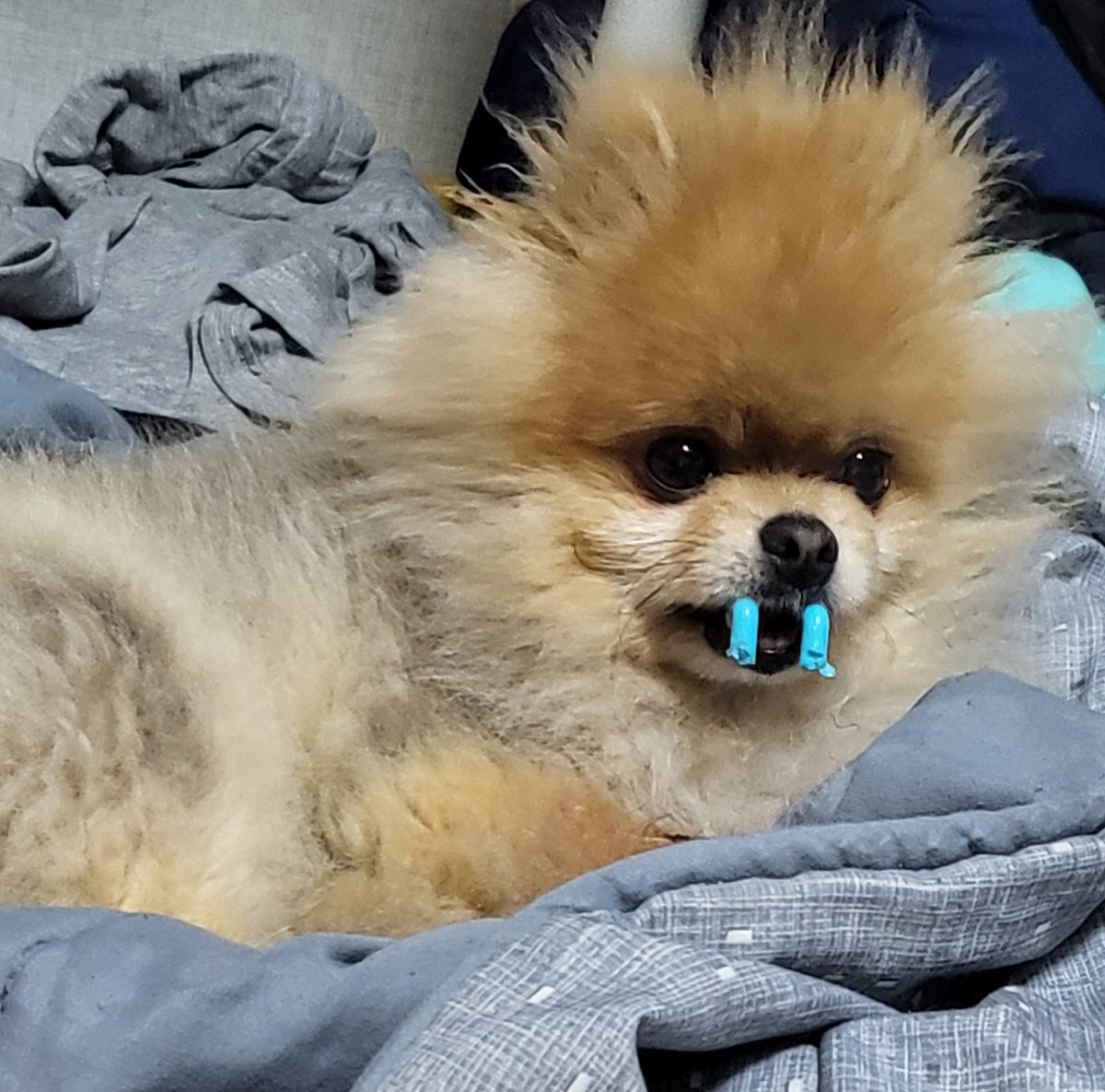 MMM140619mmy's tweet photo. 우리 애만 그런게 아니였어 진짜 놀랐다.. https://t.co/X89vpG8rk5