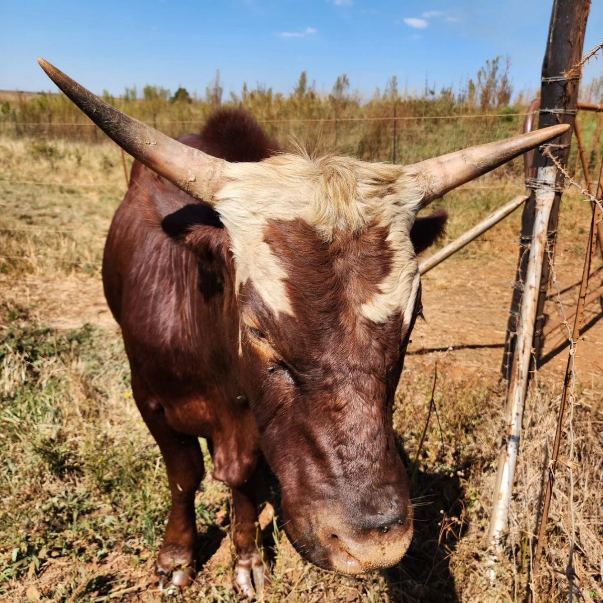 Kareltjie word nou groot