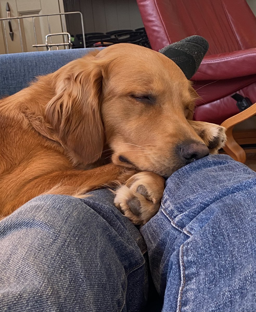 Today’s dilemma: I could really go a cup of tea, but that would mean waking and moving the dog. One for <a href="/SoVeryBritish/">VeryBritishProblems</a>