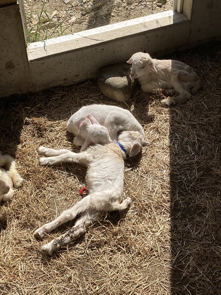 LaniGoat's tweet photo. 今日もオス2頭の双子ちゃん誕生💕
のんびりとお昼寝が羨ましいです〜
#goat #farm #goatcheese #cheese #chevre #naturalcheese #nagano #nagiso #shinsyu #kiddingseason #maukalanigoatfarm #ヤギ #チーズ #シェーブル #ナチュラルチーズ #ファーム #子ヤギ #ヤギ販売 #かわいい https://t.co/GbWAaSnKYC