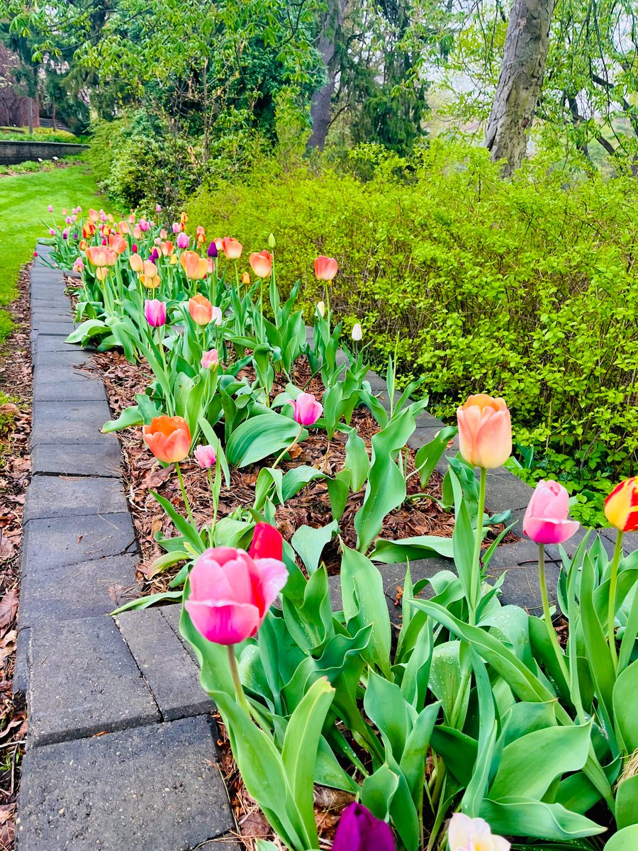 michiganstateu's tweet photo. April showers bring May flowers. 🌸 
📷: U. Moshi, K. Sergakis https://t.co/Igfc10ApNQ