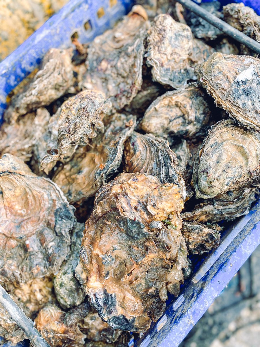 Richard Haward’s Oysters tweet media