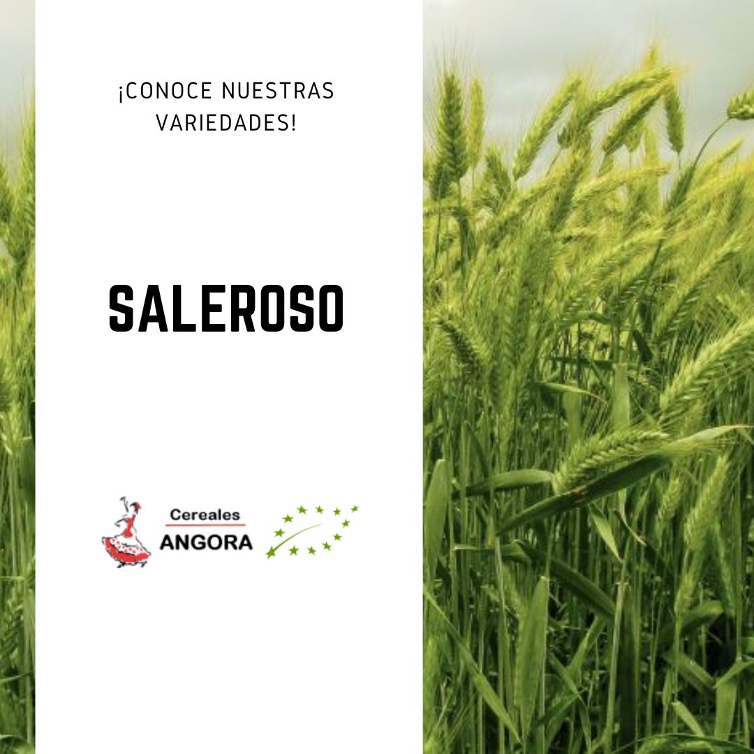 Semilla triticale ecológico salero

✔️Gran producción y rusticidad
✔️Elevada resistencia a encamado
✔️Resistente al frío invernal y sequía
✔️Gran estabilidad de producción