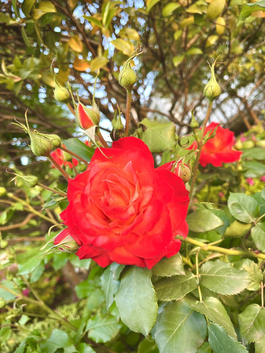 nobuspe's tweet photo. 今日の仕事終了。
岡山市は晴れ☀️
みなさん、楽しい休日を♬
(o^^o)ノ https://t.co/encPKrNyKo