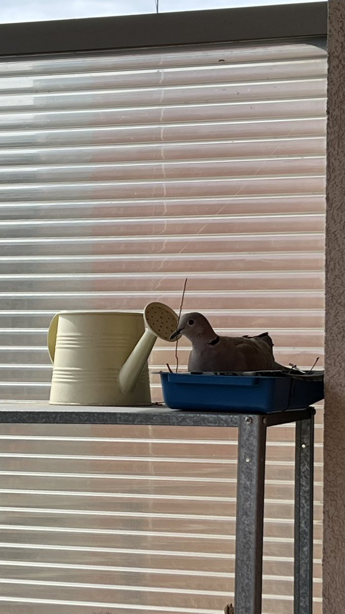 Bella la maternità, ma perché proprio sul mio balcone?