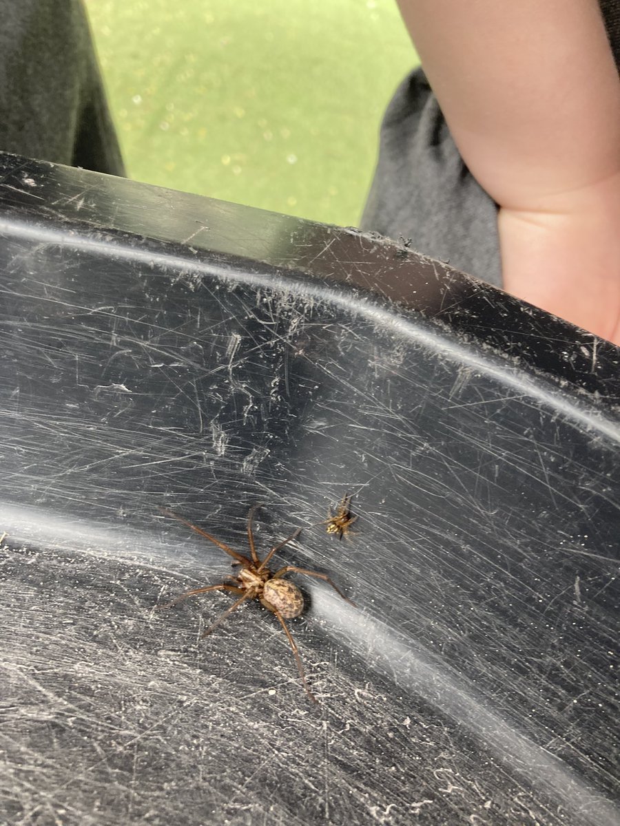 JulieGrainger4's tweet photo. Today we found something lurking in one of our cupboards. We put it in a tray so we could all have a good look and use our reasoning skills to identify it. How many legs can you count? @wcpsc2030 @WCPSc2029 https://t.co/0enKiFdHJ9