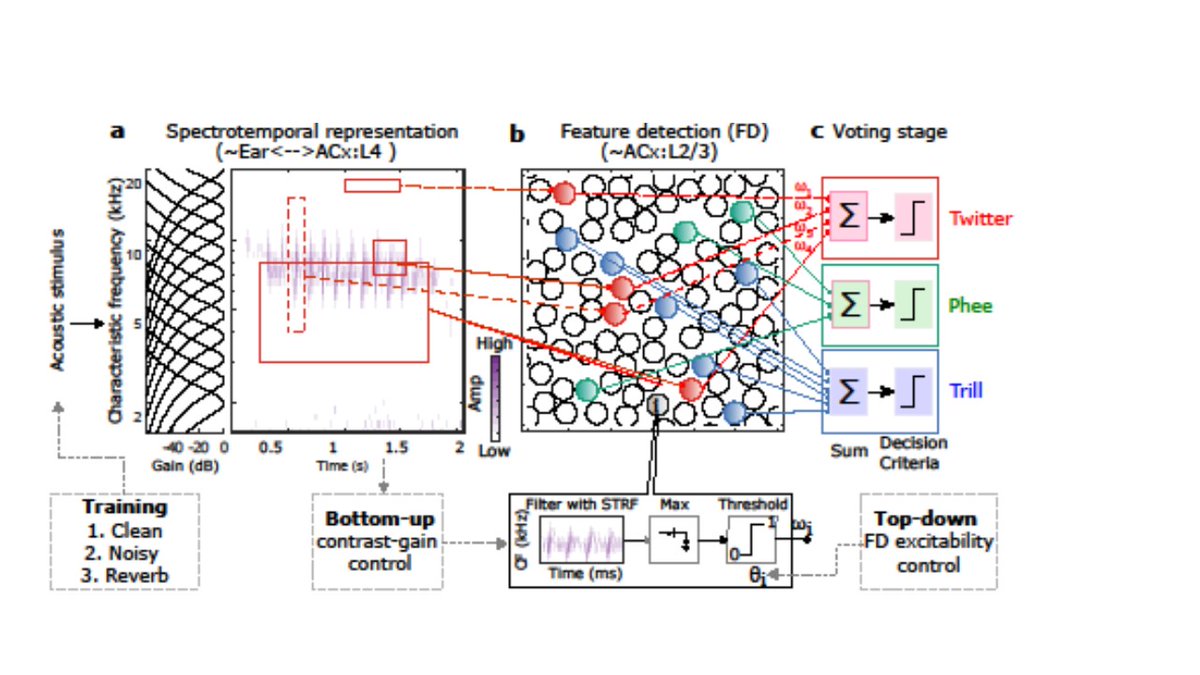 Communications Biology (@commsbio) on Twitter photo A computational model for categorizing vocalizations from marmosets and guinea pigs highlights the contributions of adaptive mechanisms at multiple auditory processing stages to achieve robust auditory categorization. @vatsun@SatyabrParida
<a href="/Pitt_Brain/">University of Pittsburgh Brain Institute</a> nature.com/articles/s4200… A computational model for categorizing vocalizations from marmosets and guinea pigs highlights the contributions of adaptive mechanisms at multiple auditory processing stages to achieve robust auditory categorization. @vatsun@SatyabrParida
<a href="/Pitt_Brain/">University of Pittsburgh Brain Institute</a> nature.com/articles/s4200…