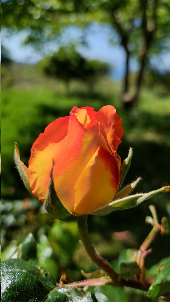 cleopatra_k2's tweet image. #roses #APRIL2023 #Flowers #Spring2023