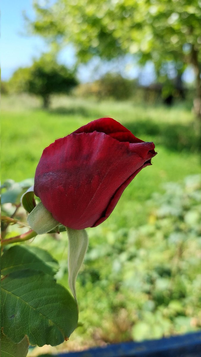 cleopatra_k2's tweet image. #roses #APRIL2023 #Flowers #Spring2023