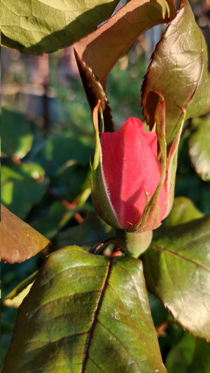 cleopatra_k2's tweet image. #roses #APRIL2023 #Flowers #Spring2023