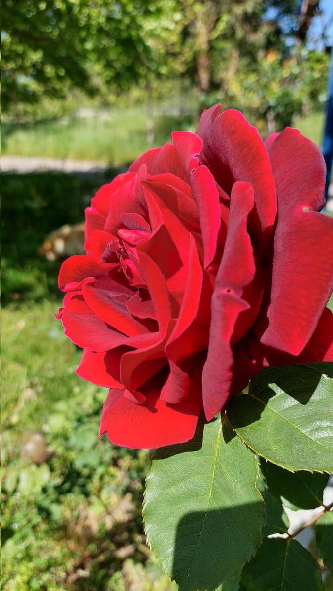 cleopatra_k2's tweet image. #roses #APRIL2023 #Flowers #Spring2023