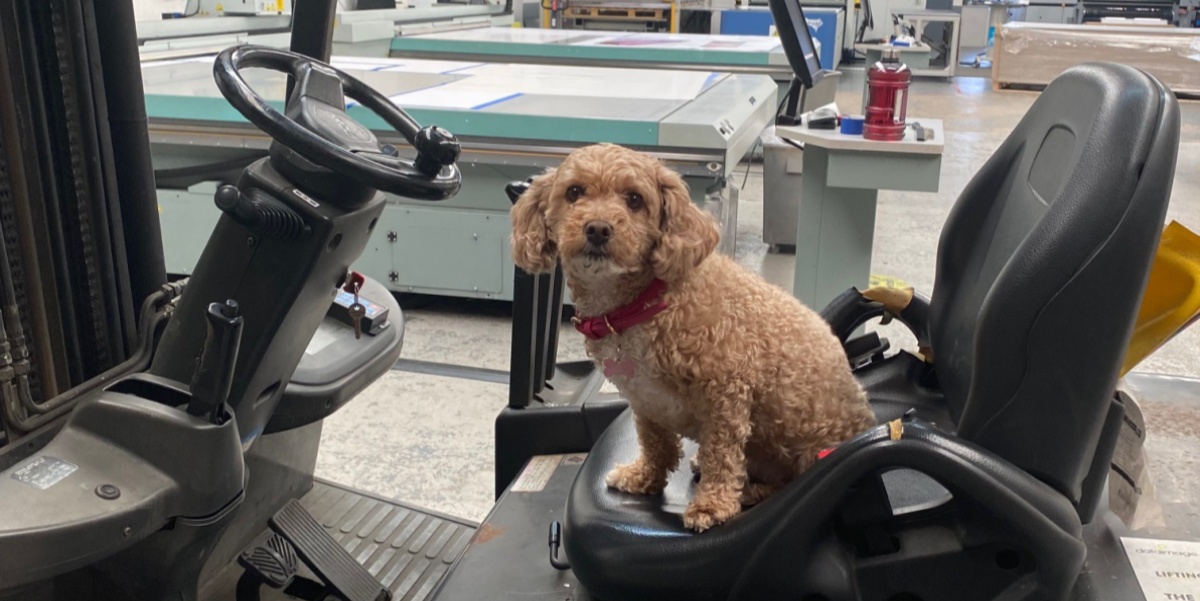 dataimagegroup's tweet photo. After the #BankHoliday weekend it's all about #TeamWork here at #DataImageGroup and that goes for our #OfficeDog Mabel too!

When she's not on security patrol, she's helping our "Ops Team" driving the fork lift truck! 

🌐 https://t.co/hfFmuxdkMd
📧 hello@dataimage.co.uk https://t.co/ahfPds8HWj