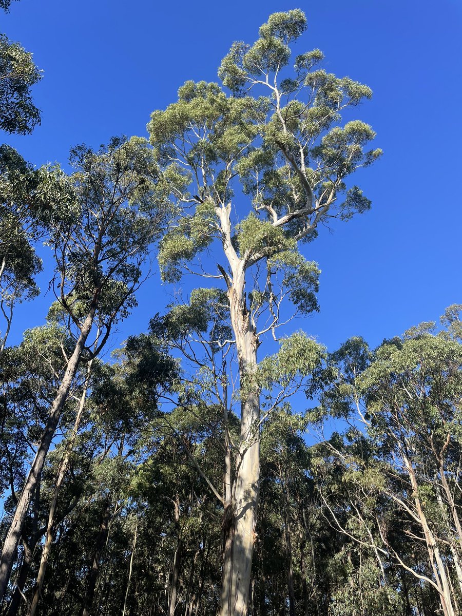 sueroberts7's tweet image. Here’s a pic I took of a magnificent gumtree at Wombat Forest on Sunday. Such a beauty! 💚🌿 #savethetrees #stopnativelogging @savewombat @AusConservation @alliance_forest
