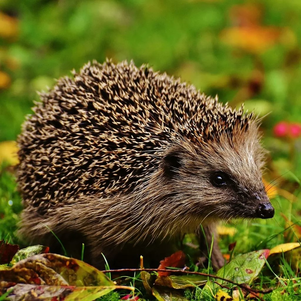 It's #HedgehogAwarenessWeek

In Cumbrian #dialect, 'urchin' is hedgehog

in European #folklore it's a hard-working animal that collects apples and mushrooms in it's spines

Author and naturalist Pliny the Elder mentions #hedgehogs gathering grapes this way

#HedgehogWeek #Cumbria
