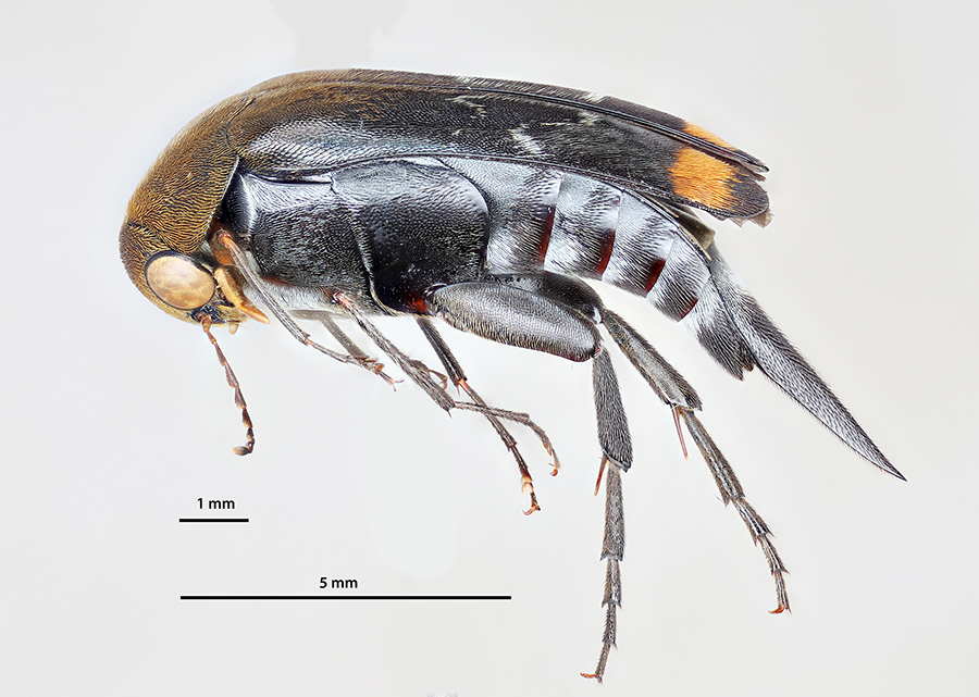 icipe's tweet photo. We share as our #Insectoftheweek images of 2 species: the 1st is a #workerant, a species of #Cataulacus, associated with forest habitats; the 2nd is a #Mordellidae, a family of #beetles with the common name of “#TumblingFlowerBeetles”. Read more: https://t.co/JSmjcqlOej
#insects https://t.co/tL7JLZ1eO2