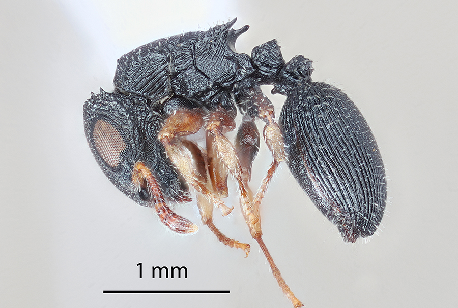 icipe's tweet photo. We share as our #Insectoftheweek images of 2 species: the 1st is a #workerant, a species of #Cataulacus, associated with forest habitats; the 2nd is a #Mordellidae, a family of #beetles with the common name of “#TumblingFlowerBeetles”. Read more: https://t.co/JSmjcqlOej
#insects https://t.co/tL7JLZ1eO2
