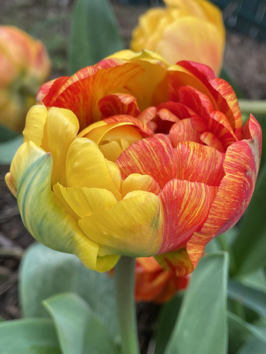 What a beauty ! ….Tulip Sunlover 😎🌹
#tuliptuesday #tulip