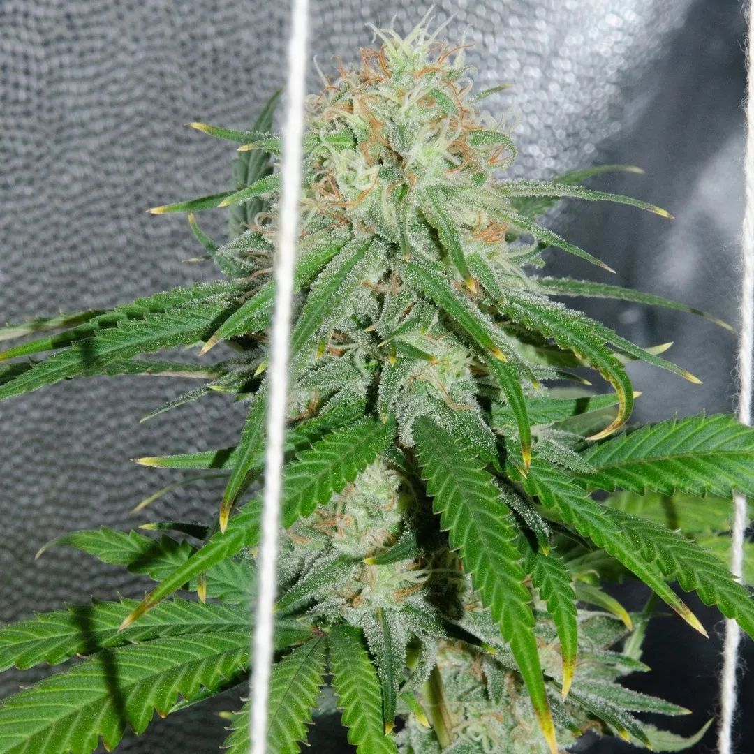 sabrosa Kritikal Bilbo !!! mmm...

📷by @personaquecultiva (instagram)

📎genehtik.com

#genehtik #kritikalbilbo #genehtikseeds #cannabis #thc #cbd #semillascannabis #skunk