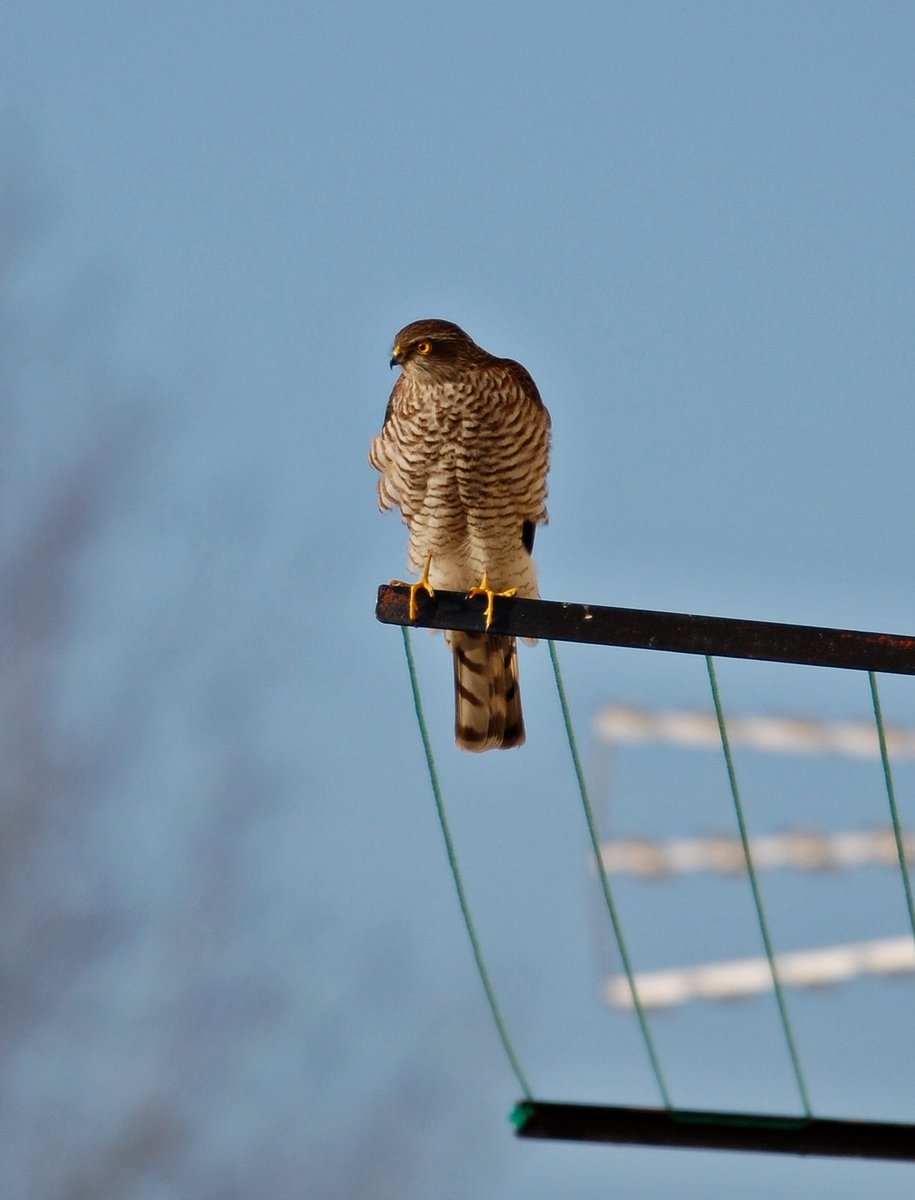 Krogulec (Accipiter nisus)

#Accipiternisus #birdsofprey #birding #birdwatchers #birdwatching #birds #birdflight #wildlifebirds #wildbirds #ornitho #BirdTwitter #BirdsOfTwitter #birdphotography #NaturePhotography  #TwitterNaturePhotography #BirdsSeenIn2023 #Poland