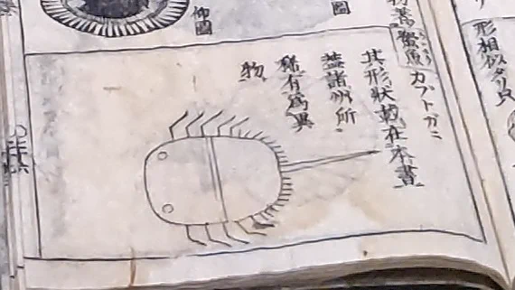 「大和本草」に収録！江戸時代の人が描いたカブトガニが愛おしすぎる！