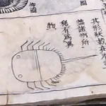 「大和本草」に収録!江戸時代の人が描いたカブトガニが愛おしすぎる!