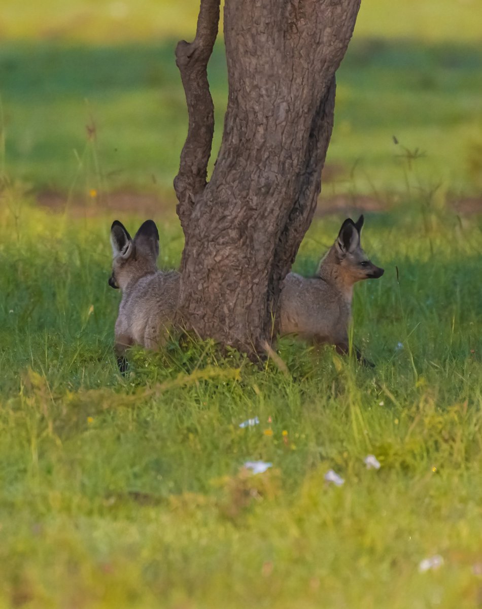 bownaankamal's tweet photo. The Twins | Bat-eared Fox | Olare Motorogi Conservancy | Kenya
.
.
.
.
.
#naturelovers #africa #featured_wildlife #wildlife #bownaankamal #travelgram #foxconservation #batearedfox #africasafari #cntravellerindia #wildlifephotography #africananimals #endangeredwildlife https://t.co/M3eOg8zelP
