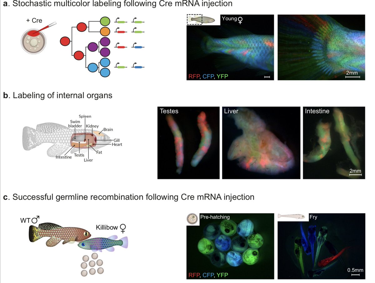 Eugenio F. Fornasiero tweet media