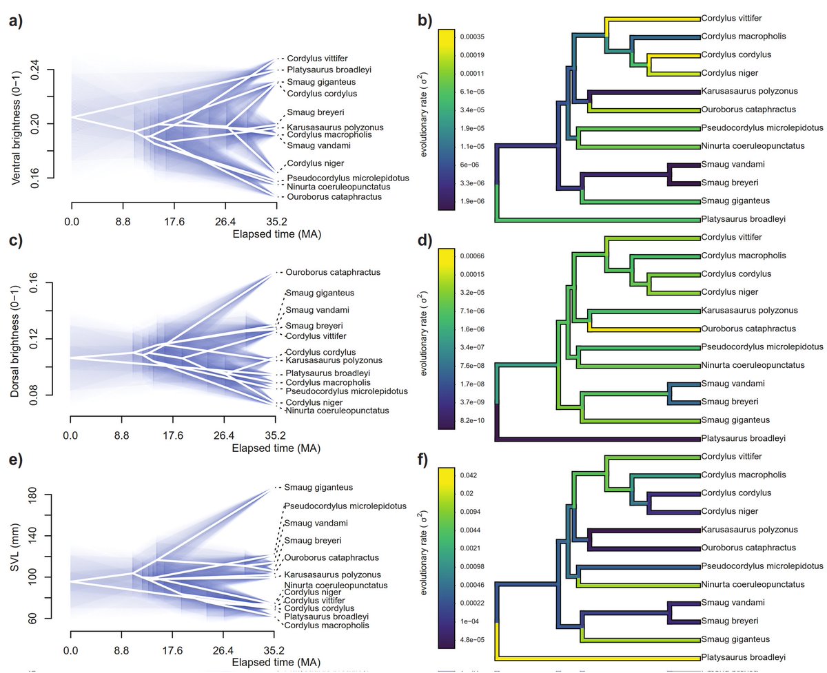 JGoldenbergEvo's tweet photo. Why some animals display remarkable color differences across their bodies? In our latest work, we show that body size and substrate use differentially affect dorsal and ventral color evolution of lizards 🦎 Teaser: size matters. #openaccess @journal_evo https://t.co/vukKhlSOe9 https://t.co/i6Q1pDnEPx