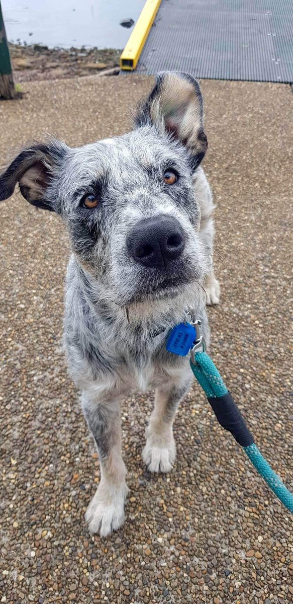 NSW meet Morris,
Morris spent ten months on a chain, starving for food and water. This special boy has been in training and vet care. Today was Tuesday with Morris - Doggie Daycare where he learnt how to play and interact with other fur friends.

Cattle dog / wolfhound 12 months