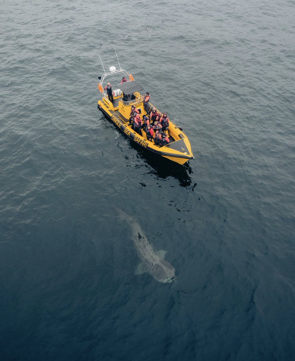 What an amazing week around the #Dinglepeninsula onboard #Dingleseasafari & incredible shots of the basking sharks! #corcadhuibhne  @DingleSea @DinglePeninsula @discoverirl @DiscoverKerry_ @AimsirTG4 @TourismIreland