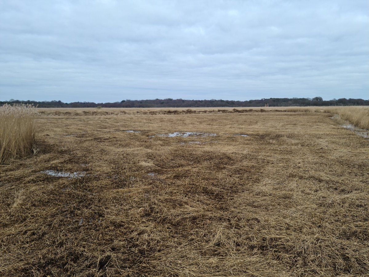 More Winter Reed Cutting. As part of ongoing maintenance to reed beds, large areas may need to be cut and cleared in order to encourage new growth. Below are 2 photos where such an area has been cleared ready for new growth in the spring