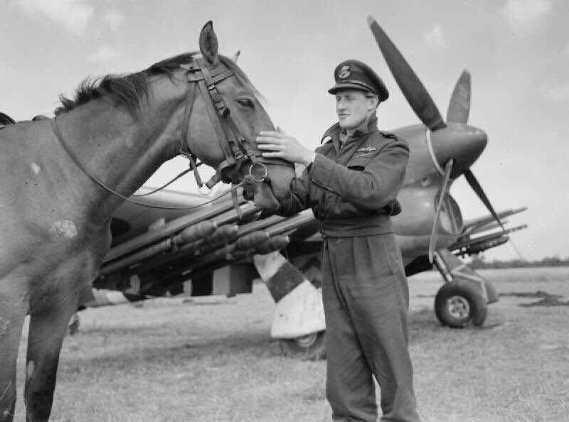 30millionsdamis's tweet photo. Chiens, chevaux, ânes, pigeons... Ils ont été nombreux à périr sous nos drapeaux, aux côtés des soldats. Rendons aussi hommage aux #animaux de la Seconde Guerre Mondiale. Ne les oublions pas. #Devoirdemémoire #Commémoration #8Mai https://t.co/Dnv3A5WMQ1