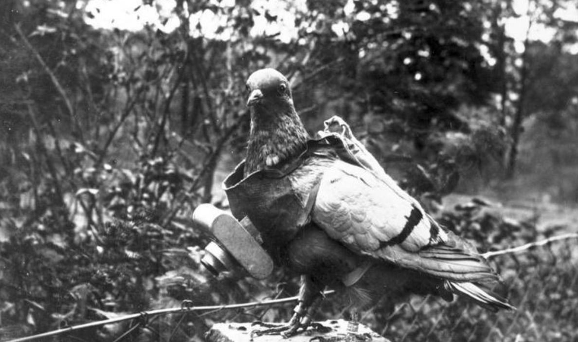 Chiens, chevaux, ânes, pigeons... Ils ont été nombreux à périr sous nos drapeaux, aux côtés des soldats. Rendons aussi hommage aux #animaux de la Seconde Guerre Mondiale. Ne les oublions pas. #Devoirdemémoire #Commémoration #8Mai