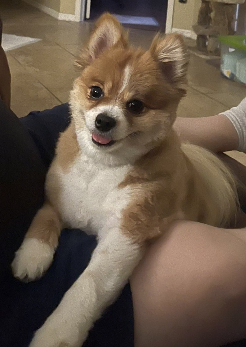 thegax's tweet photo. Hopefully some of you find this bag of dog treats as funny as I do. @38Godfrey @alex_kirshner @Morgan_Moriarty @celebrityhottub #WakeyLeaks
(Including obligatory pic of my dog) https://t.co/wkIoA2uK4Y