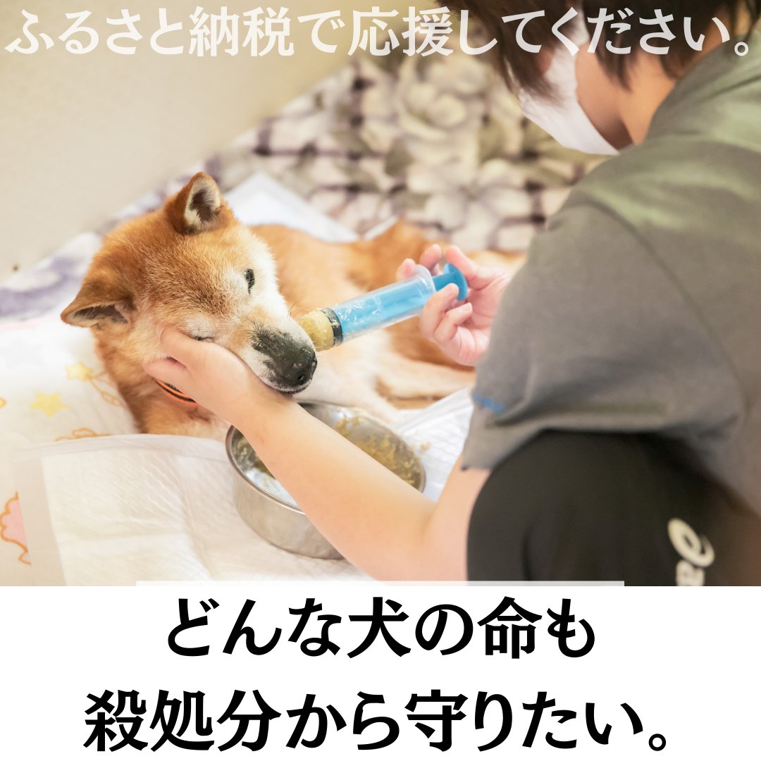 PeaceWankoJapan's tweet photo. 🌸2023年もふるさと納税で応援してください。
老犬や病気のワンコ達の多くは飼育放棄が多いのです🥲 一度、人間に捨てられて行き場のなかった彼らの家族に、スタッフが代わってお世話をします。温かいご支援を、よろしくお願いいたします。
→https://t.co/5oc89KWirW
#ピースワンコ  #ふるさと納税 https://t.co/h1HJ0RNCsd