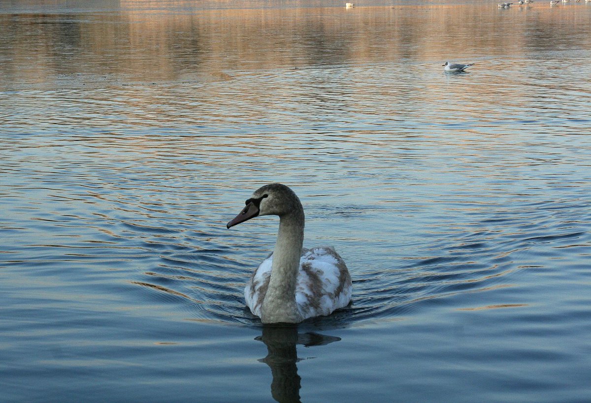 XscapedGames's tweet image. Brain Teaser Tuesday:
What goes in a birdbath but never gets wet?